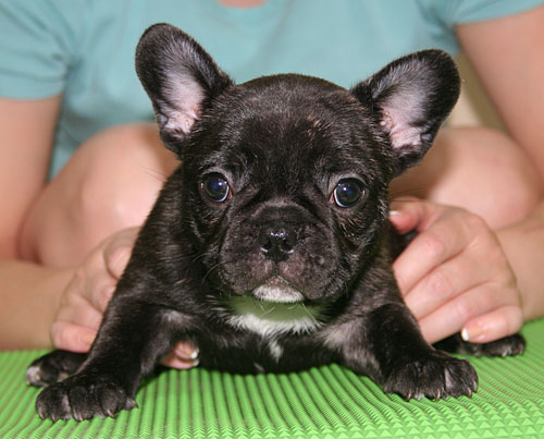 かわいい子犬