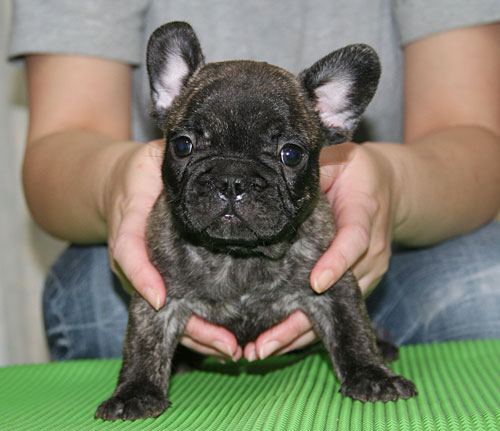 タイガーブリンドルの子犬