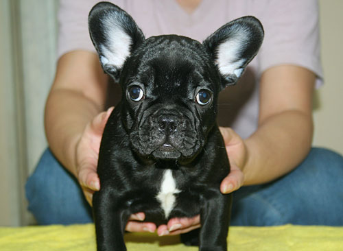 フレンチブルドッグの子犬