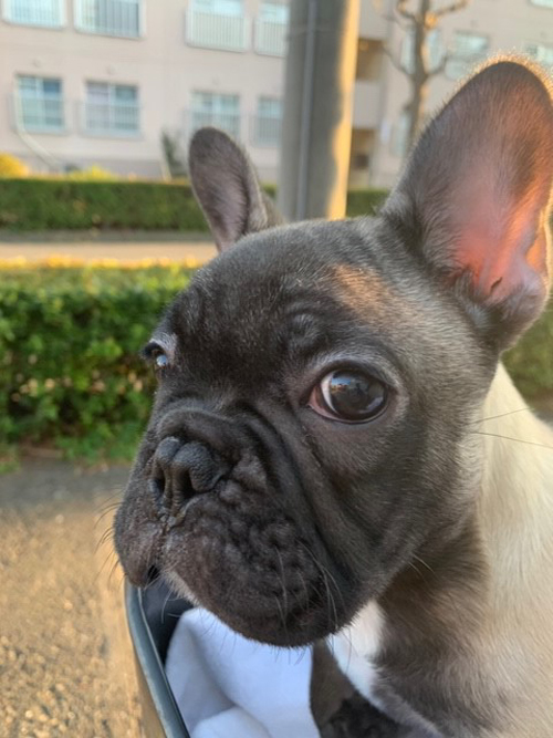 フォーンの子犬