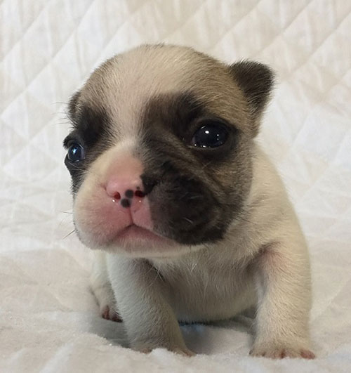 ハニーパイドの子犬