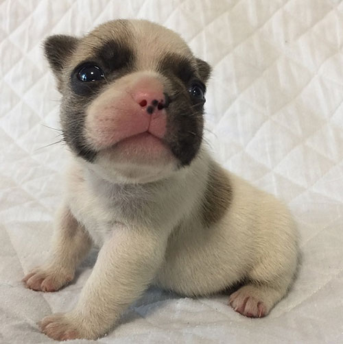 新着子犬画像