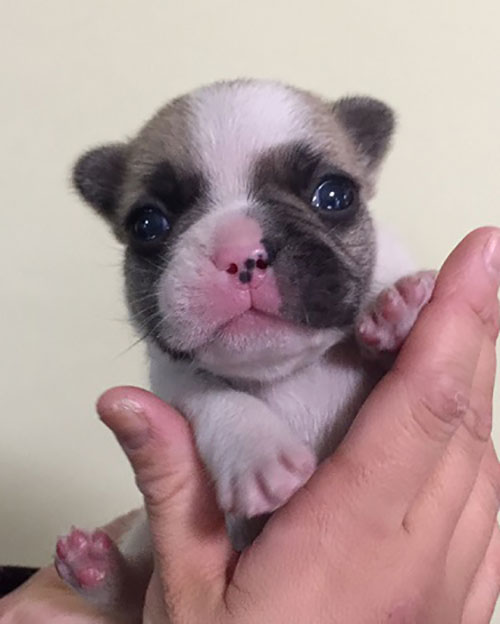かわいいお顔